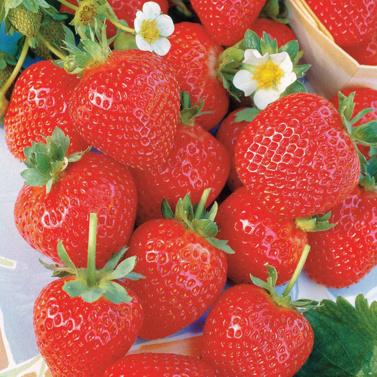 Fraises